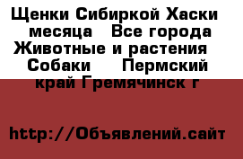 Щенки Сибиркой Хаски 2 месяца - Все города Животные и растения » Собаки   . Пермский край,Гремячинск г.